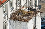 Storch auf dem Kamin des Bischöflichen Ordinariat, 09.05.2026