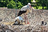 Storch mit seinem Jungen auf dem Kamin des Bischöflichen Ordinariat, 09.05.2026