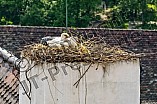 Storch auf dem Kamin des Bischöflichen Ordinariat, 09.05.2026