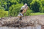 Storch mit seinem Jungen auf dem Kamin des Bischöflichen Ordinariat, 09.05.2026
