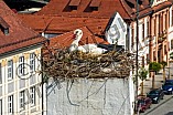 Storch auf dem Kamin des Bischöflichen Ordinariat, 09.05.2026
