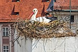 Storch auf dem Kamin des Bischöflichen Ordinariat, 09.05.2026