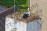 Storch auf dem Kamin des Bischöflichen Ordinariat, 09.05.2026