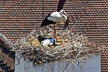 Storch mit seinem Jungen auf dem Kamin des Bischöflichen Ordinariat, 09.05.2026