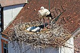 Storch mit seinem Jungen auf dem Kamin des Bischöflichen Ordinariat, 09.05.2026