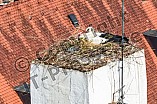 Storch auf dem Kamin des Bischöflichen Ordinariat, 09.05.2026