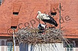 Storch mit seinem Jungen auf dem Kamin des Bischöflichen Ordinariat, 09.05.2026