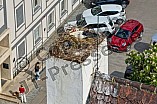 Storch auf dem Kamin des Bischöflichen Ordinariat, 09.05.2026