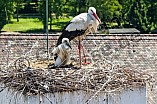 Storch mit seinem Jungen auf dem Kamin des Bischöflichen Ordinariat, 09.05.2026