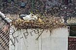 Storch auf dem Kamin des Bischöflichen Ordinariat, 09.05.2026