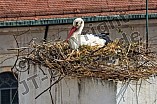Storch auf dem Kamin des Bischöflichen Ordinariat, 09.05.2026
