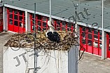 Storch auf dem Kamin des Bischöflichen Ordinariat, 09.05.2026