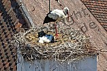 Storch mit seinem Jungen auf dem Kamin des Bischöflichen Ordinariat, 09.05.2026