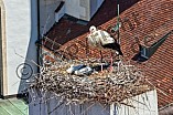 Storch mit seinem Jungen auf dem Kamin des Bischöflichen Ordinariat, 09.05.2026
