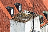 Storch auf dem Kamin des Bischöflichen Ordinariat, 09.05.2026