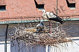 Storch mit seinem Jungen auf dem Kamin des Bischöflichen Ordinariat, 09.05.2026
