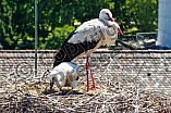 Storch mit seinem Jungen auf dem Kamin des Bischöflichen Ordinariat, 09.05.2026