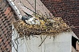 Storch auf dem Kamin des Bischöflichen Ordinariat, 09.05.2026