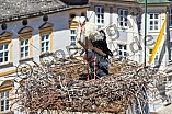 Storch mit seinem Jungen auf dem Kamin des Bischöflichen Ordinariat, 09.05.2026