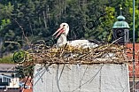 Storch auf dem Kamin des Bischöflichen Ordinariat, 09.05.2026