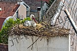 Storch auf dem Kamin des Bischöflichen Ordinariat, 09.05.2026
