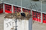 Storch auf dem Kamin des Bischöflichen Ordinariat, 09.05.2026