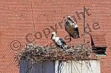 Storch mit seinem Jungen auf dem Kamin des Bischöflichen Ordinariat, 09.05.2026