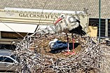 Storch mit seinem Jungen auf dem Kamin des Bischöflichen Ordinariat, 09.05.2026