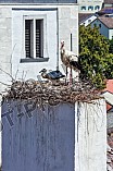 Storch mit seinem Jungen auf dem Kamin des Bischöflichen Ordinariat, 09.05.2026