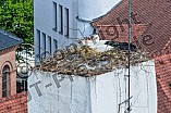 Storch auf dem Kamin des Bischöflichen Ordinariat, 09.05.2026