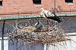 Storch mit seinem Jungen auf dem Kamin des Bischöflichen Ordinariat, 09.05.2026