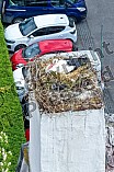Storch auf dem Kamin des Bischöflichen Ordinariat, 09.05.2026