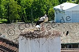 Storch mit seinem Jungen auf dem Kamin des Bischöflichen Ordinariat, 09.05.2026