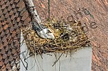 Storch auf dem Kamin des Bischöflichen Ordinariat, 09.05.2026