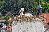 Storch auf dem Kamin des Bischöflichen Ordinariat, 09.05.2026