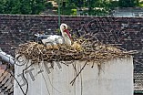 Storch auf dem Kamin des Bischöflichen Ordinariat, 09.05.2026