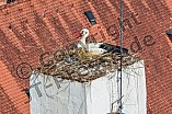 Storch auf dem Kamin des Bischöflichen Ordinariat, 09.05.2026