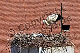 Storch mit seinem Jungen auf dem Kamin des Bischöflichen Ordinariat, 09.05.2026
