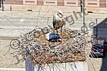 Storch mit seinem Jungen auf dem Kamin des Bischöflichen Ordinariat, 09.05.2026