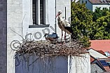 Storch mit seinem Jungen auf dem Kamin des Bischöflichen Ordinariat, 09.05.2026