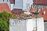 Storch auf dem Kamin des Bischöflichen Ordinariat, 09.05.2026