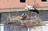 Storch mit seinem Jungen auf dem Kamin des Bischöflichen Ordinariat, 09.05.2026