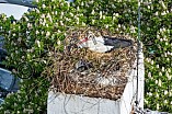 Storch auf dem Kamin des Bischöflichen Ordinariat, 09.05.2026
