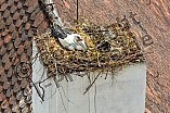 Storch auf dem Kamin des Bischöflichen Ordinariat, 09.05.2026