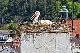 Storch auf dem Kamin des Bischöflichen Ordinariat, 09.05.2026