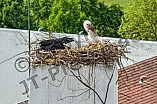 Storch auf dem Kamin des Bischöflichen Ordinariat, 09.05.2026