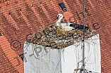 Storch auf dem Kamin des Bischöflichen Ordinariat, 09.05.2026