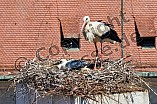 Storch mit seinem Jungen auf dem Kamin des Bischöflichen Ordinariat, 09.05.2026